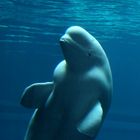 Beluga whale