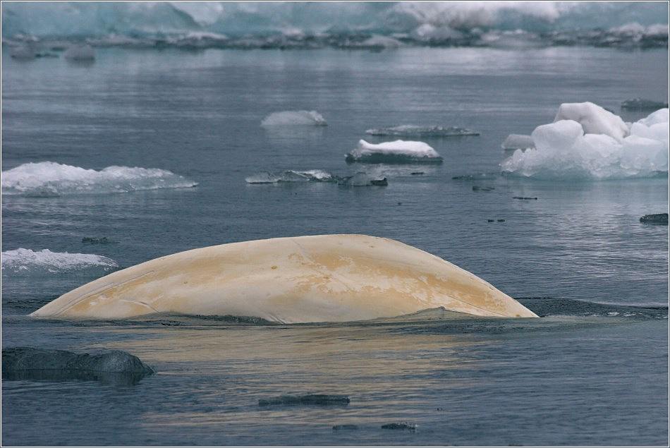 Beluga Whale....