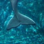 Beluga whale tail