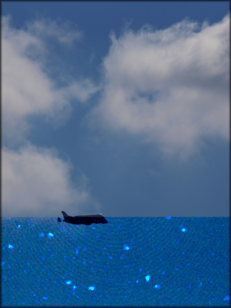 Beluga - whale watching