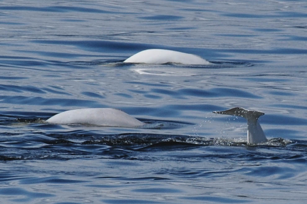 Belugas