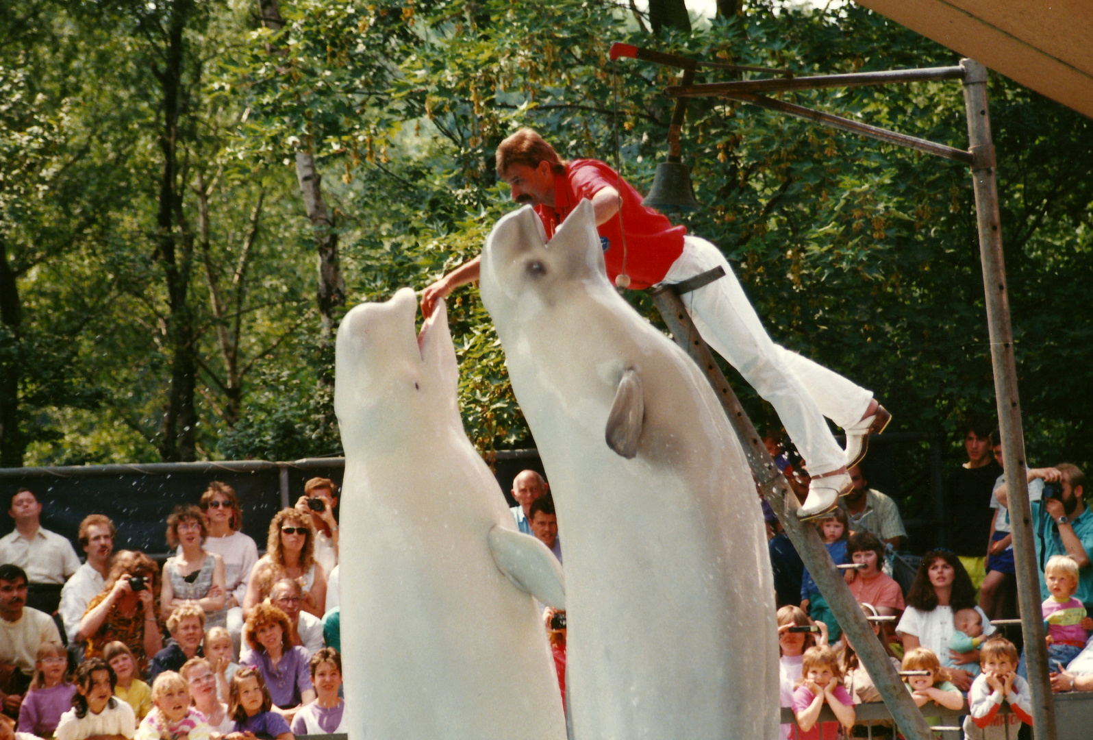 Belugas im Duisburger Zoo anno 1990