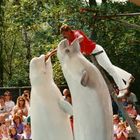 Belugas im Duisburger Zoo anno 1990