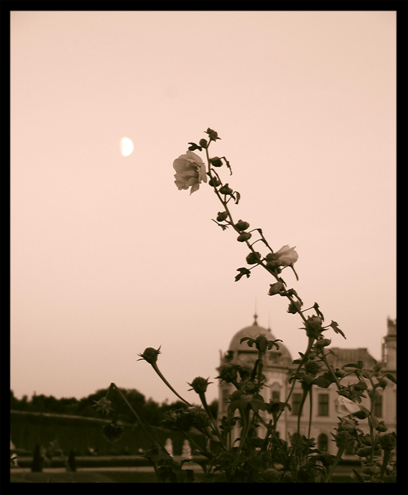 Belverdere Roses in early Moonlight