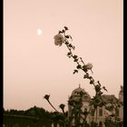 Belverdere Roses in early Moonlight