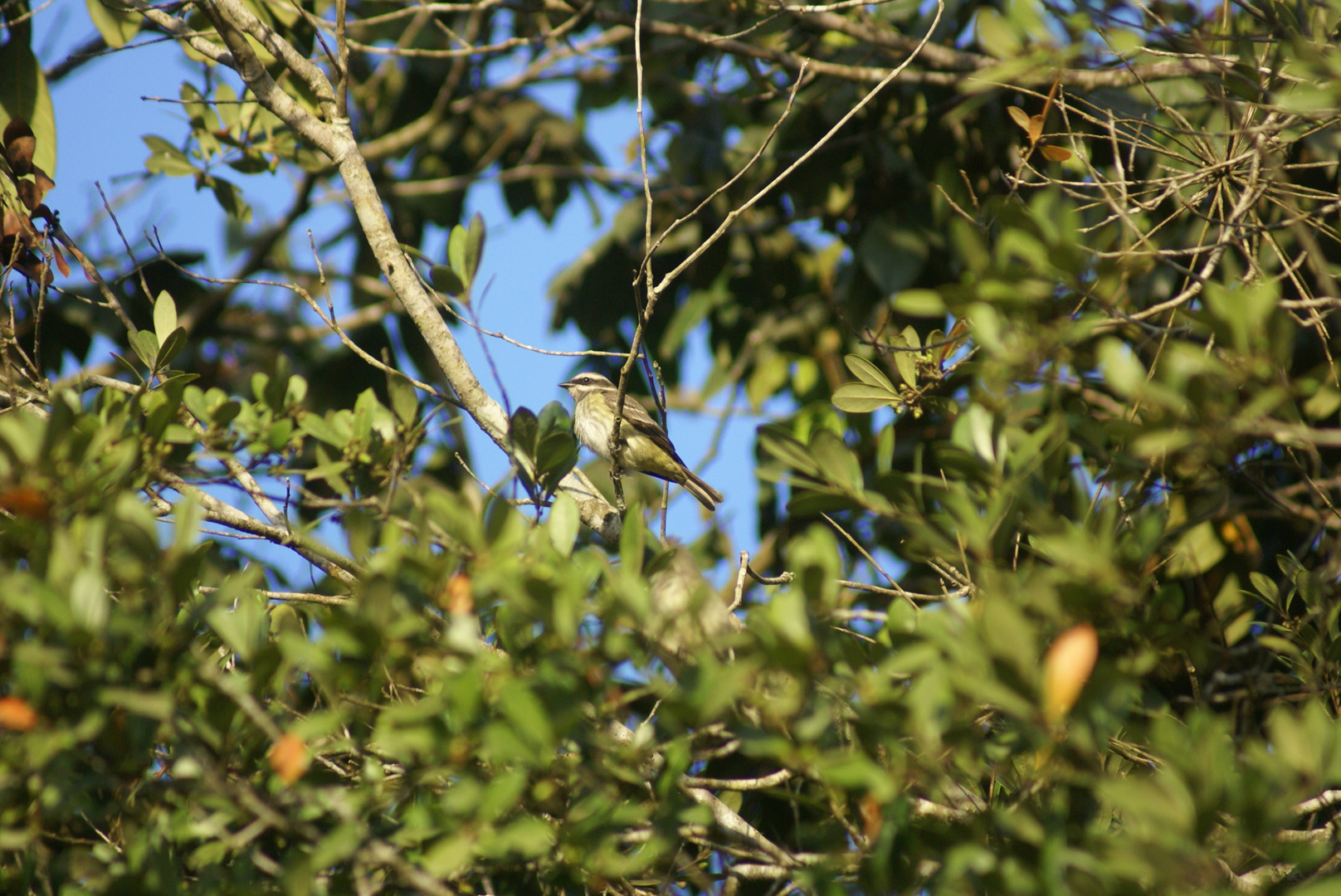 Bem-te-vi-pirata / Legatus leucophaius / Piratic flycatcher / Tyran Pirate