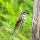 Bem-te-vi-rajado  -  Myiodynastes maculatus