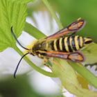 Bembecia ichneumoniformis - Hornklee-Glasflügler ?