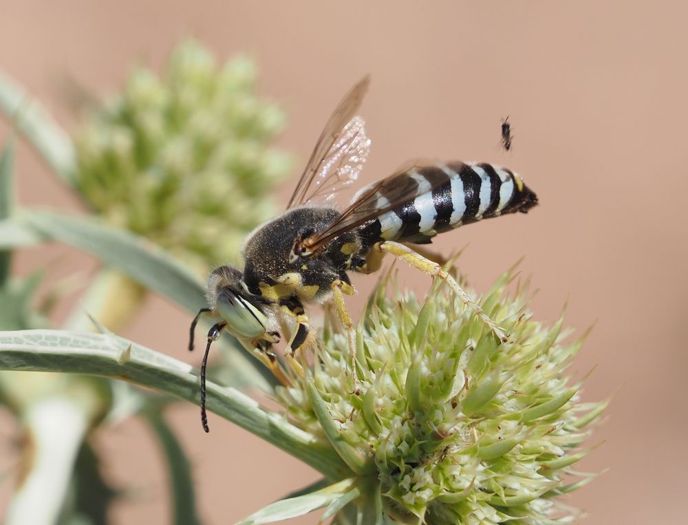 Bembix rostrata m