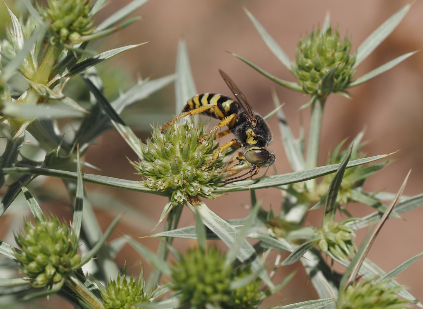 Bembix sinuata w 