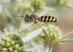 Bembix zonata w fliegend