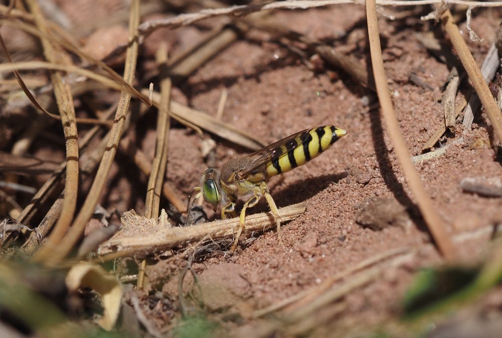 Bembix zonata w, grabend