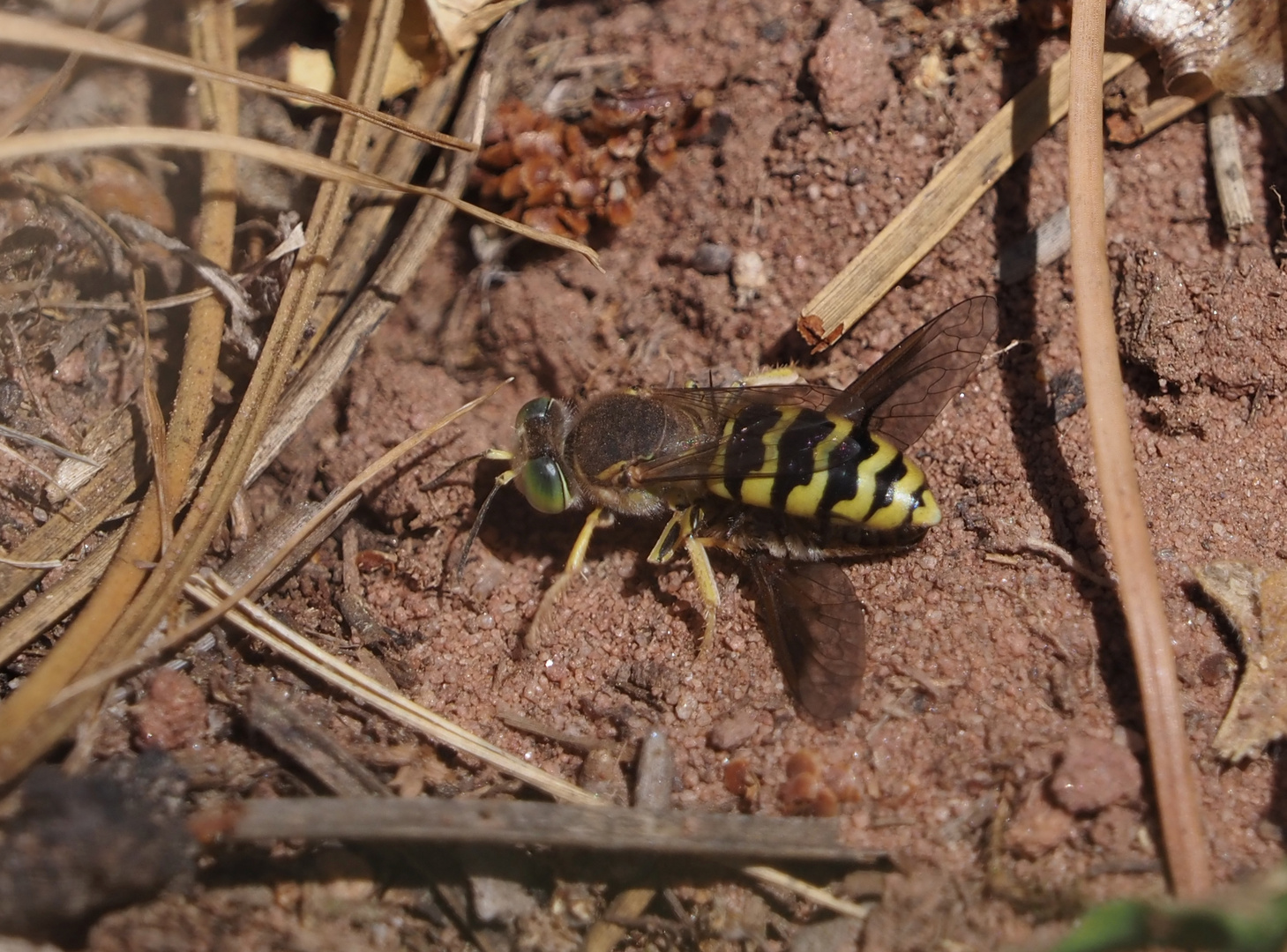 Bembix zonata w mit Beute