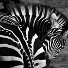 bemerkenswerte Wirbelsäulenkrümmung beim Zebra