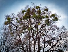 bemistelte bäume...