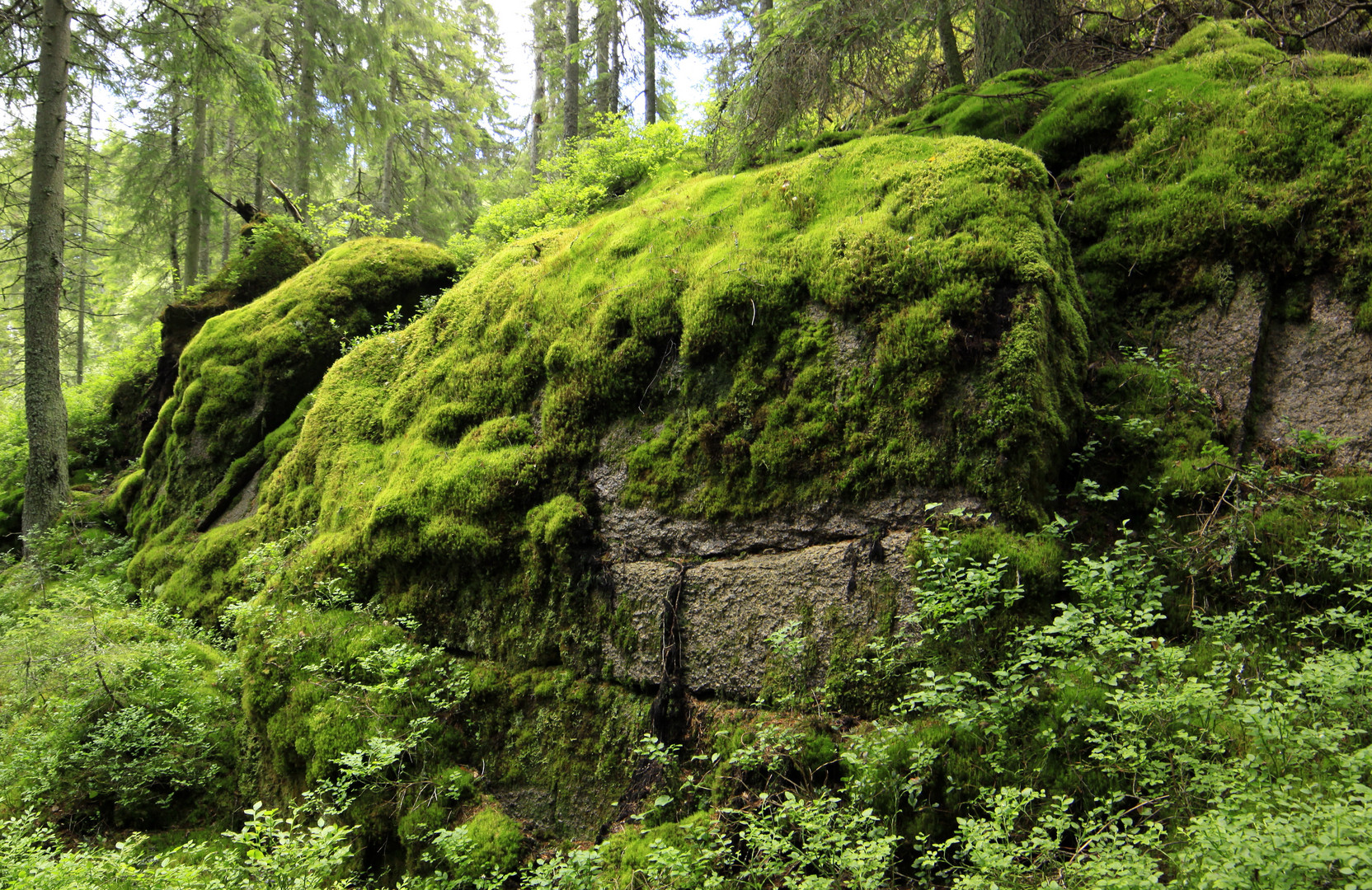 bemooste felsen