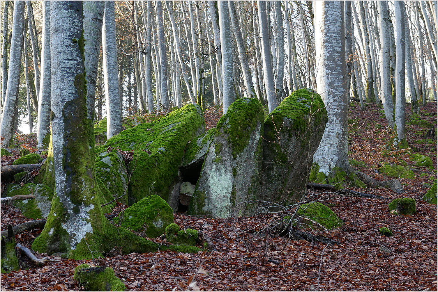 Bemooste Steine im Buchenwald