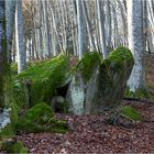 Bemooste Steine im Buchenwald