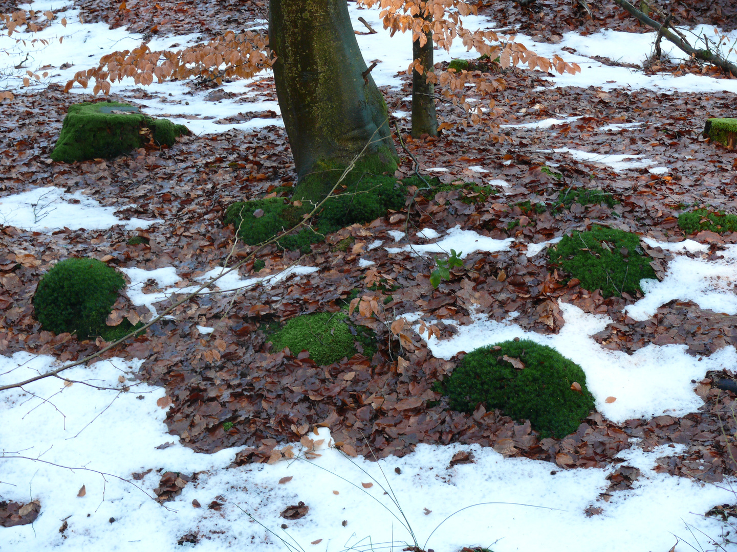 Bemooste Steine im Winterwald