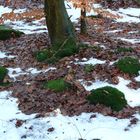 Bemooste Steine im Winterwald