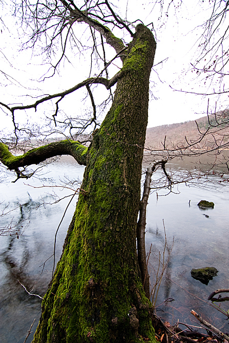 - Bemooster Baum -