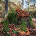 bemooster Baumstumpf mit Pilzen