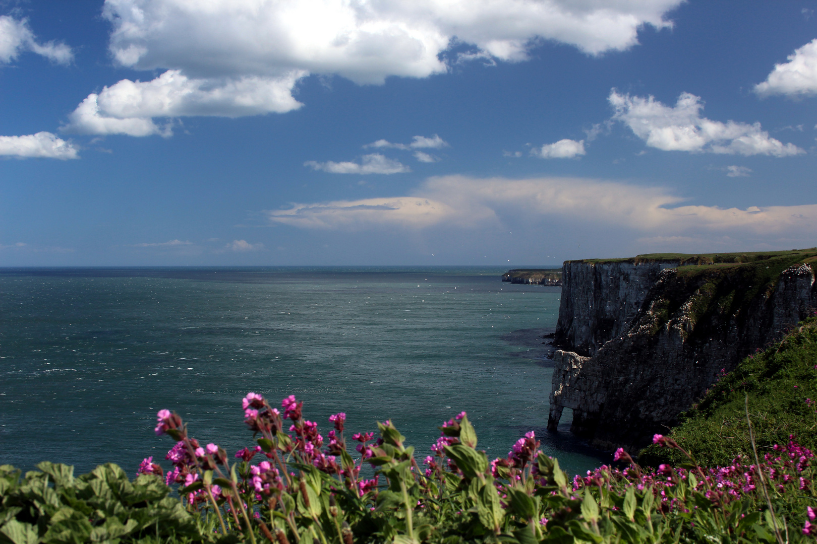 ...Bempton Cliffs...