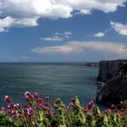 ...Bempton Cliffs...