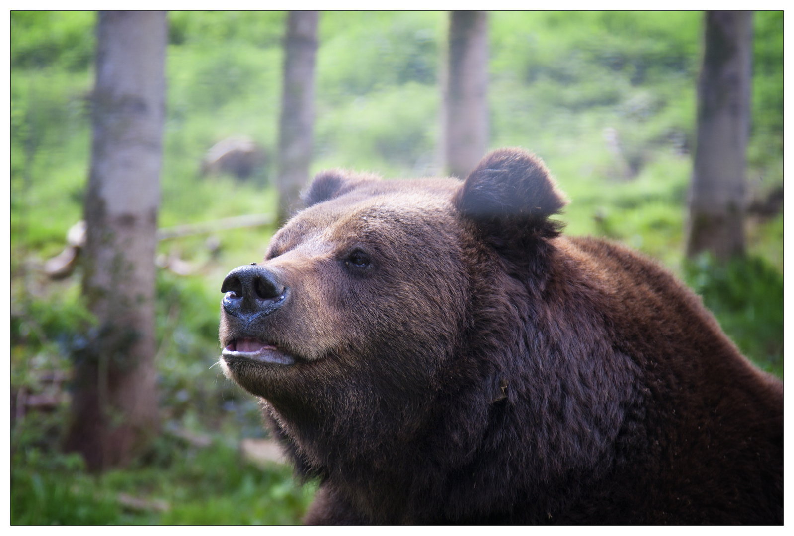 Ben aus dem Bärenpark im Schwarzwald