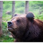 Ben aus dem Bärenpark im Schwarzwald