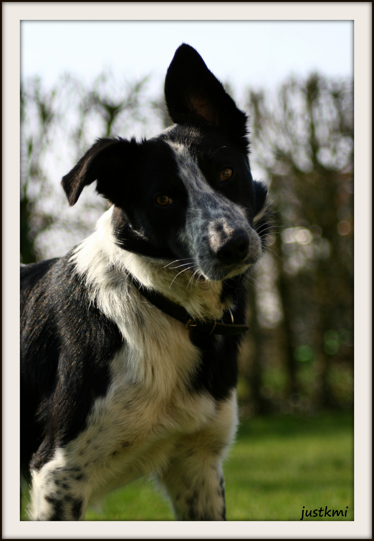 Ben, border collie