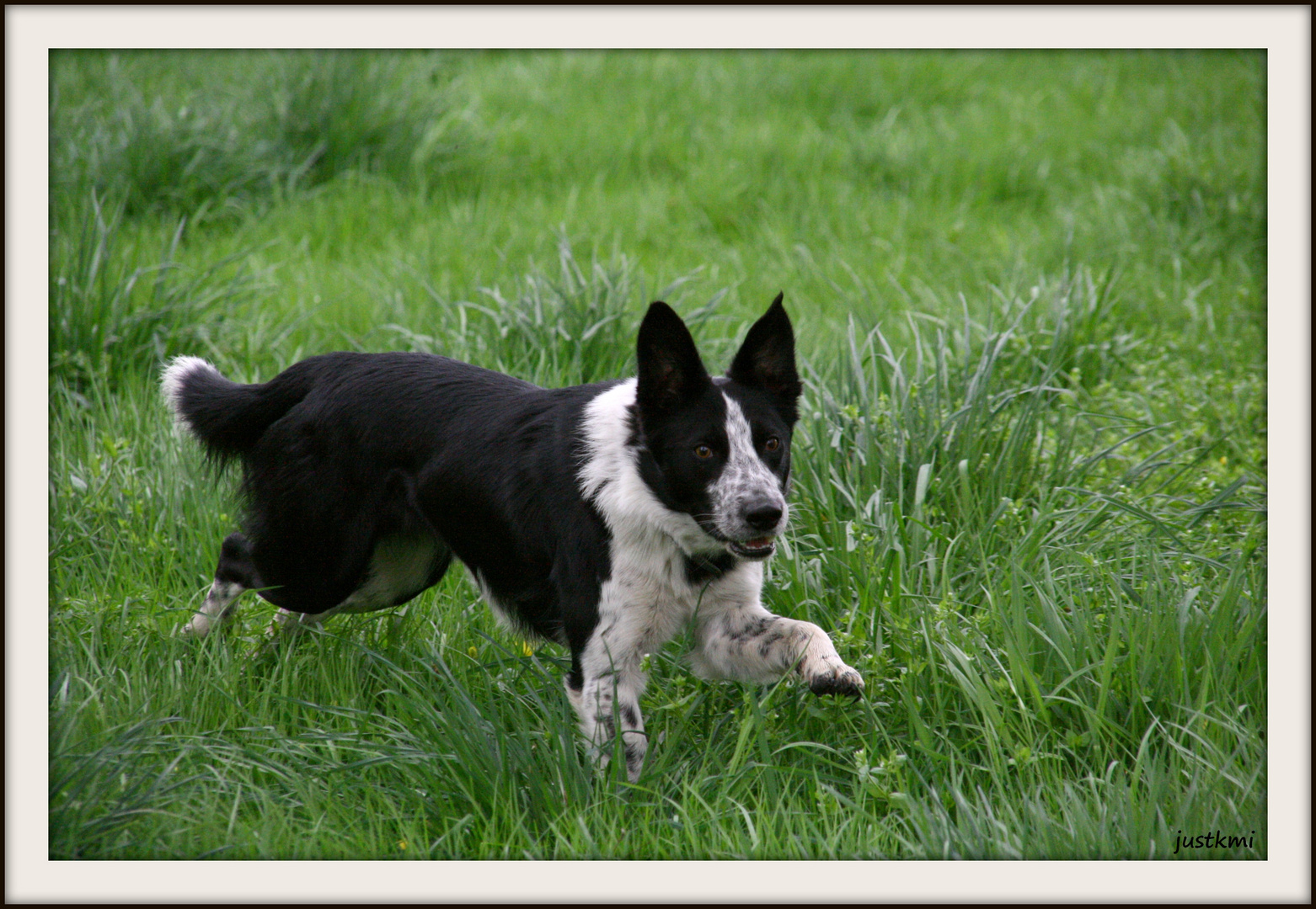 Ben, border collie