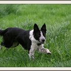 Ben, border collie