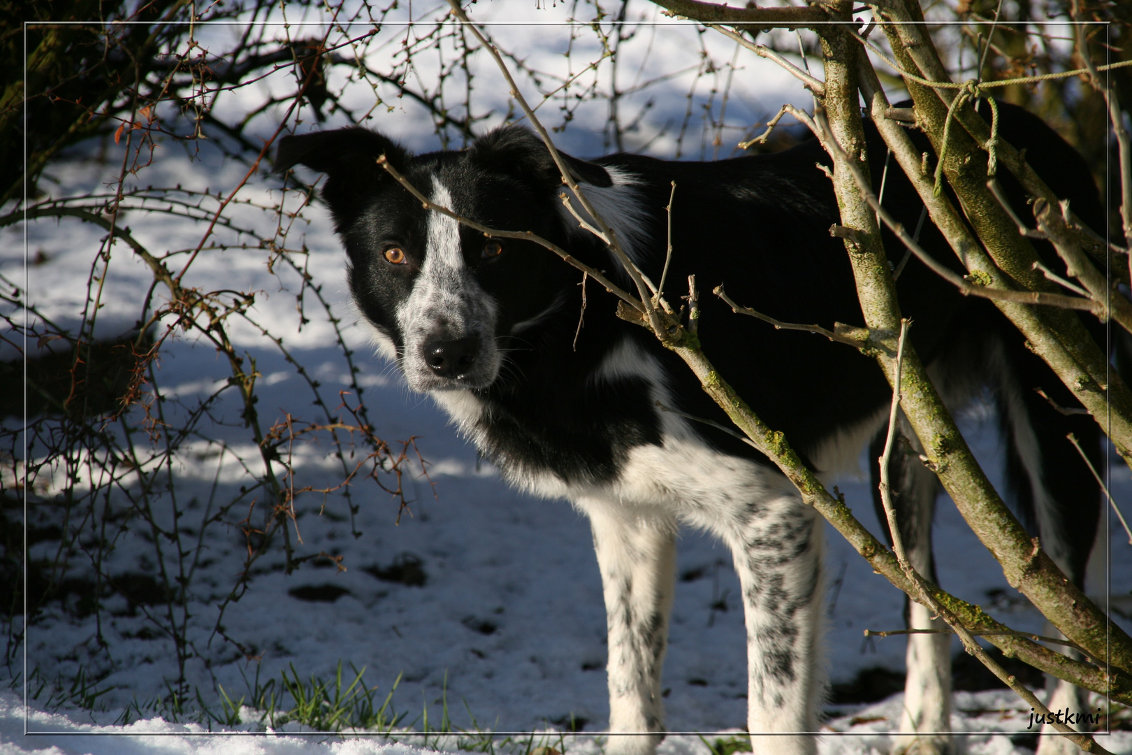 Ben, border collie