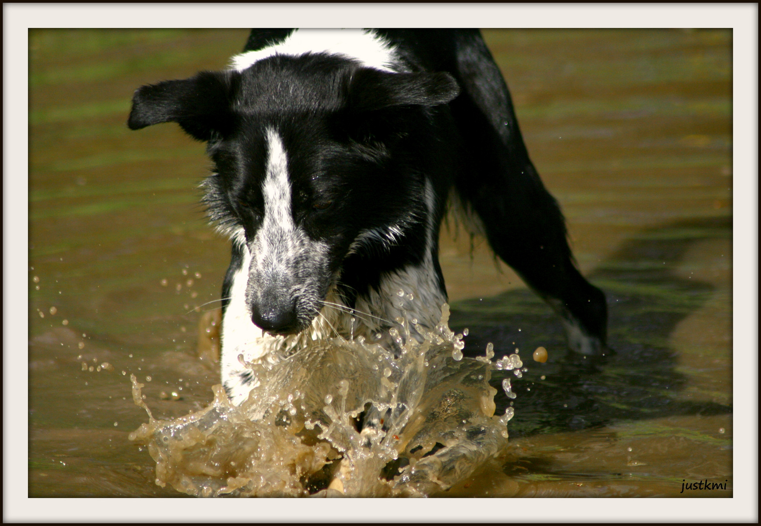 Ben, border collie cochon