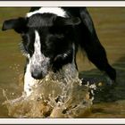 Ben, border collie cochon