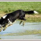 Ben, Border collie crado !!