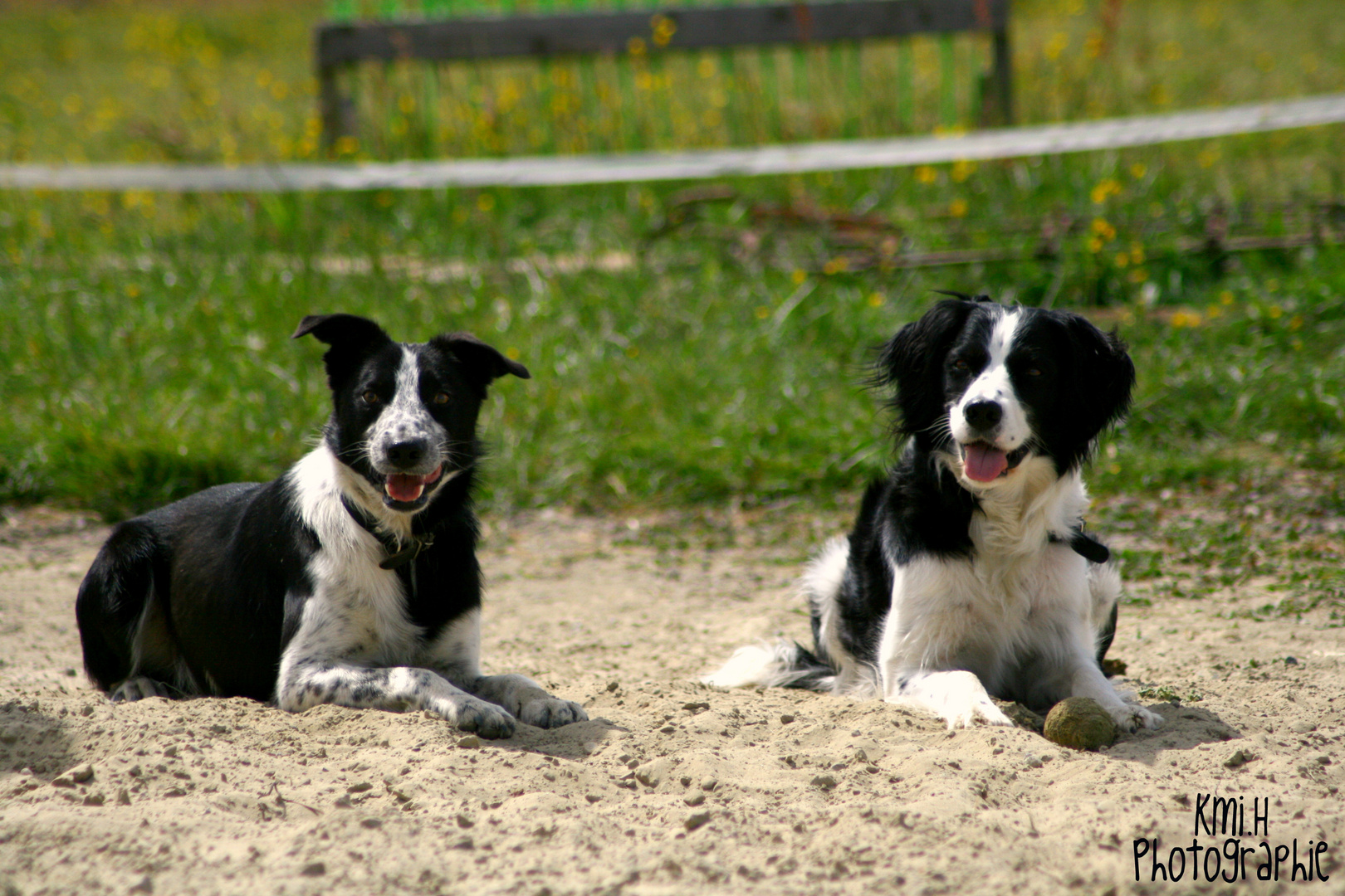 Ben, border collie, et Handka, croisée border collie