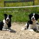 Ben, border collie, et Handka, croise border collie