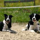 Ben, border collie, et Handka, croisée border collie