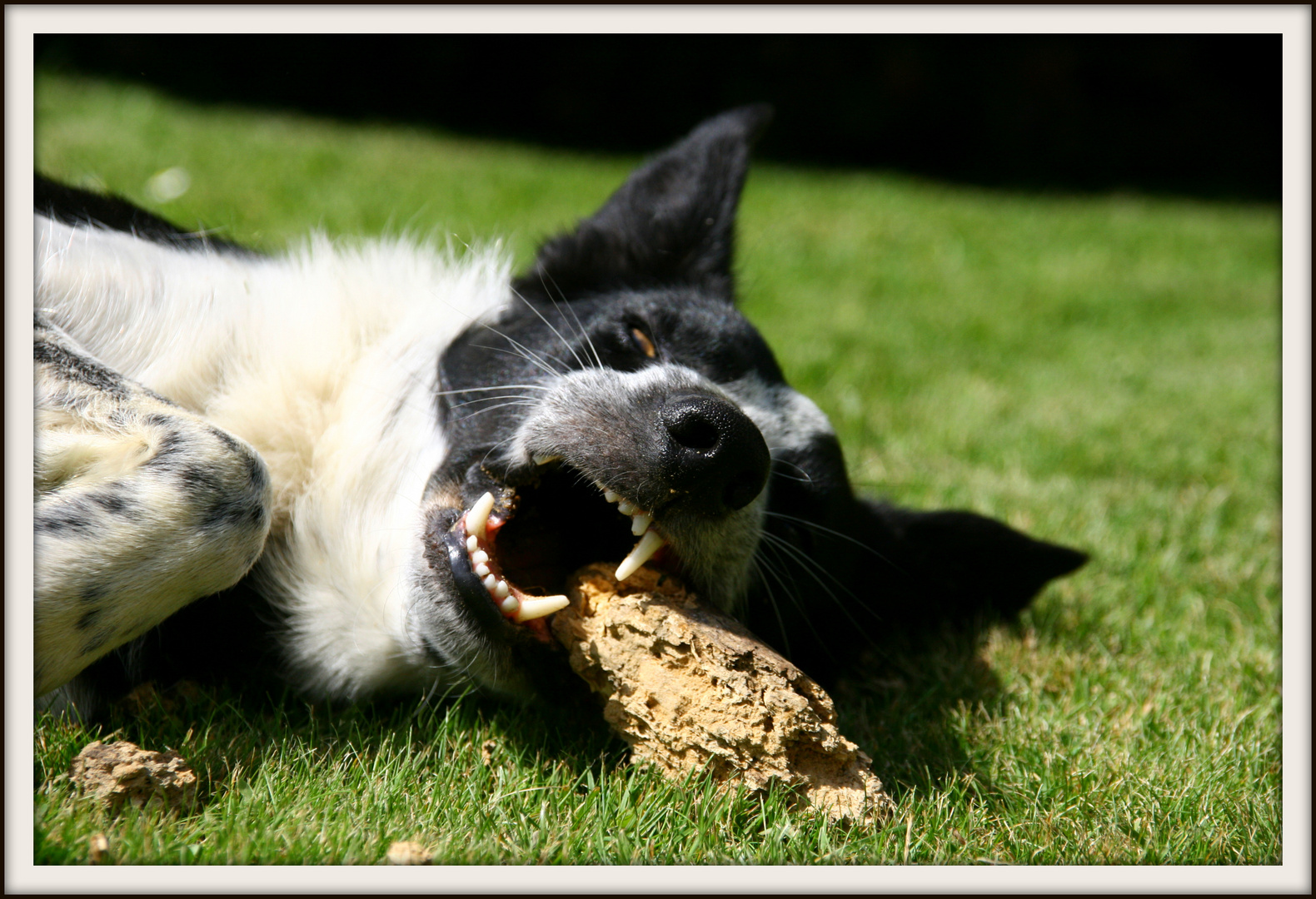 Ben, border collie heureux