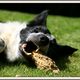 Ben, border collie heureux