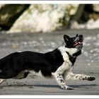 Ben, border collie on the beach