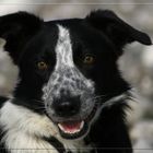 Ben, border collie, portrait