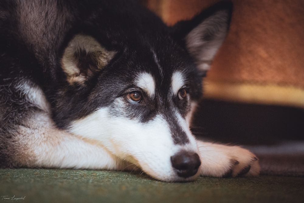 Uretfærdighed Guvernør Medicin Ben, Husky-Samojede Mix Foto & Bild | tiere, haustiere, hunde Bilder auf  fotocommunity