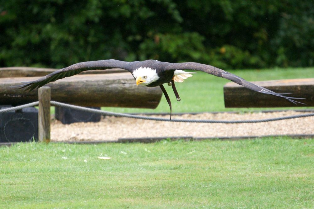 BEN IM ANFLUG...