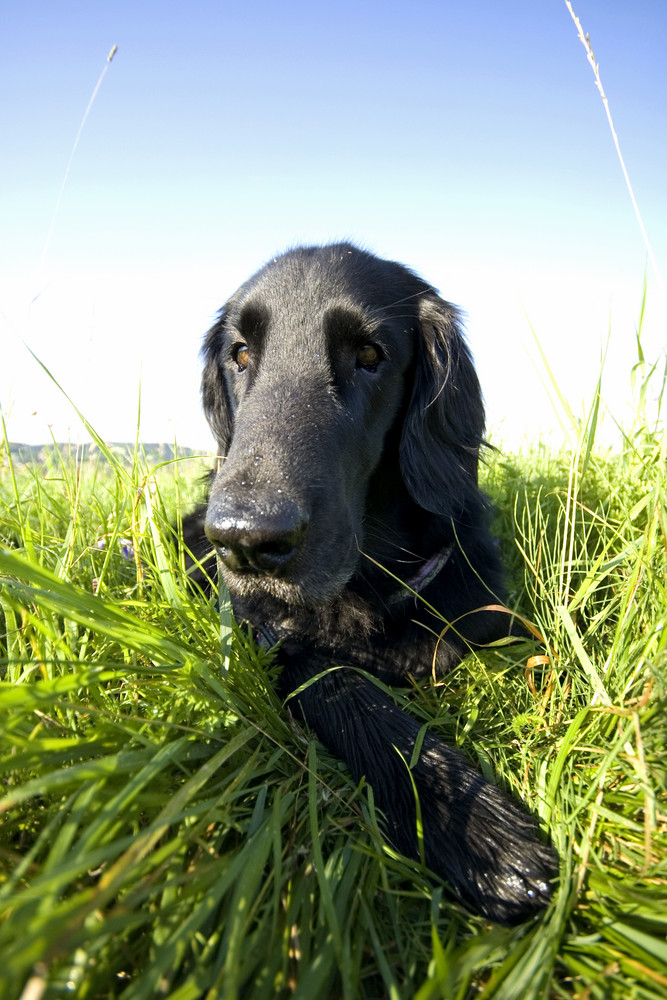 Ben im Gras