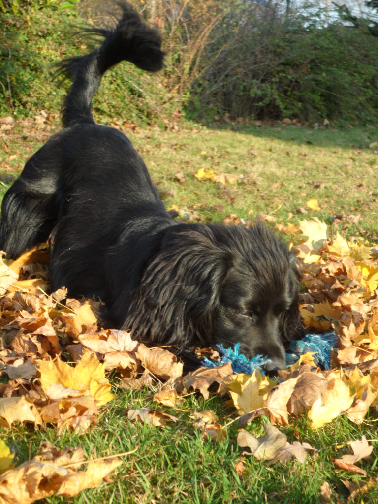 Ben im Herbst