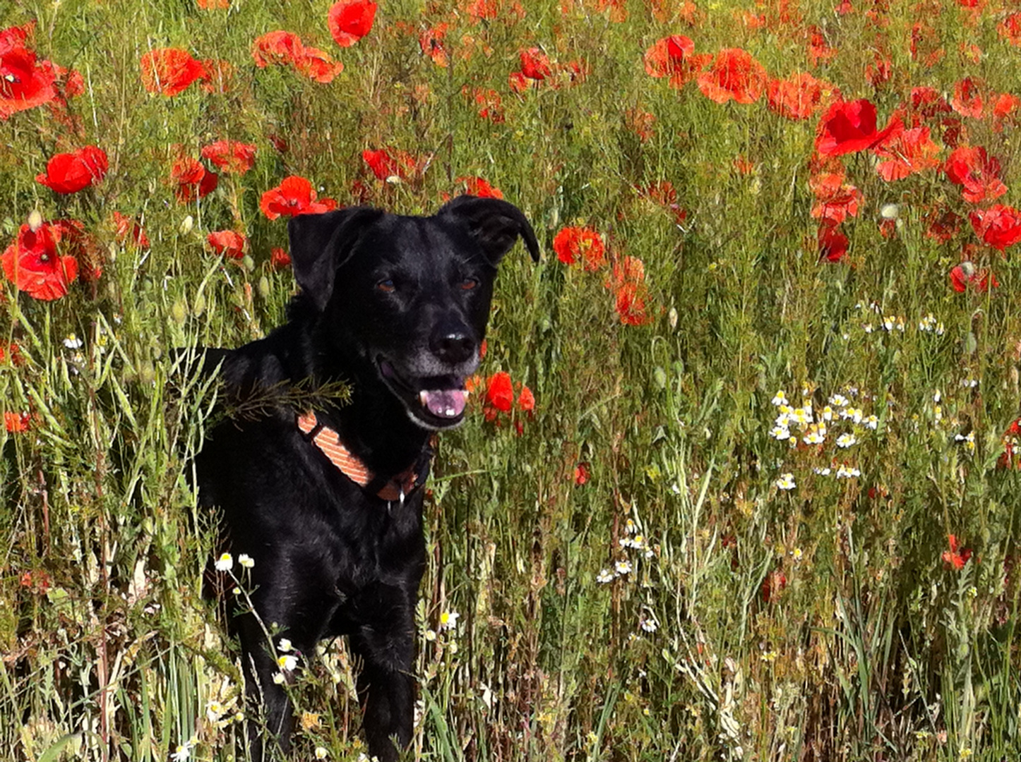 Ben im Mohn