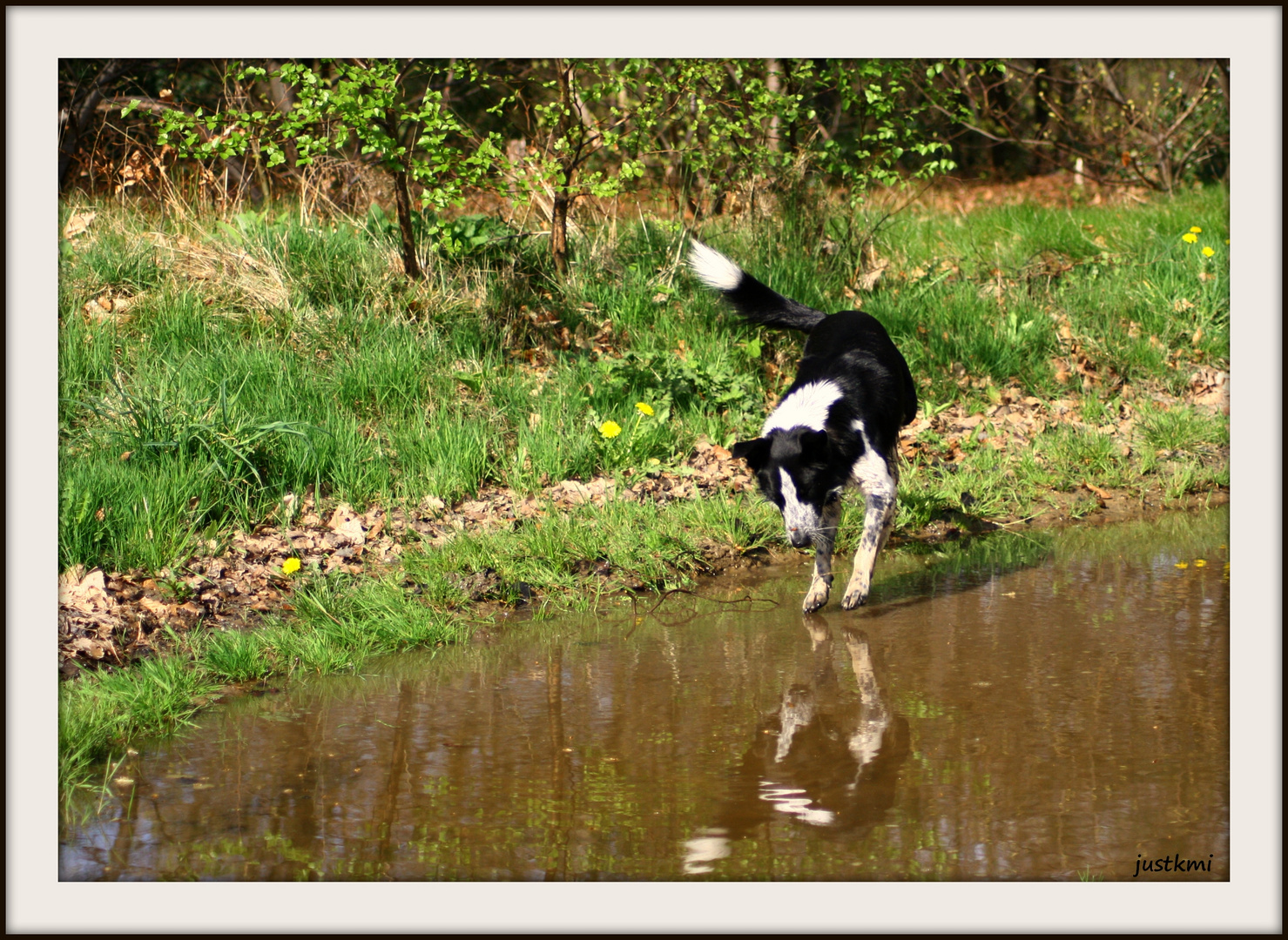 Ben, le border collie flotteur